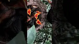 The mother bird is feeding the birds #birds  #birdingparadise  #birdspotting  #jungle #birdfeeding