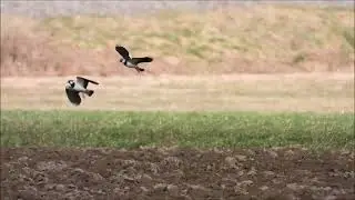 Balzflug der #Kiebitze / Display flight of #lapwings