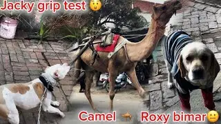 Jacky ki Danger ‼️ Grip || Roxy Bimar Ho Gyi 😔|| Road Pr Camel 🐫 