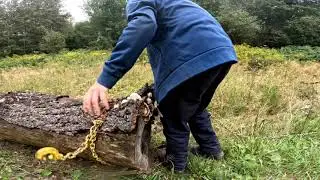 Gros arbre à abattre !!! (le McCormick au travail)
