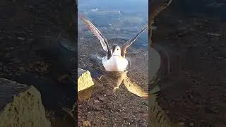 Common Guillemot Birds in Oslo, Norway 🇳🇴@GenuineTravelVlog
