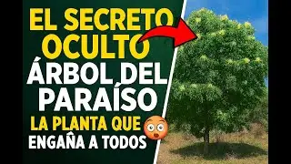 El Secreto OCULTO del ÁRBOL del PARAÍSO 😱 | La Planta que Engaña a Todos