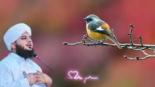 Sukoon Aur Izzat Sirf Deen Mein Hai 🕊️✨ ajmal raja kadari ka byan
