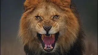 THE LORD USES 🦁 AS PUNISHMENT. DANIEL WAS SAVED FROM HUNGRY LIONS