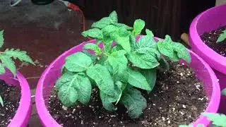 Dwarf Tomato Plants Grown Indoors Under T5 HO Lights