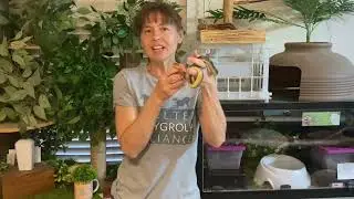 Moving our Aesculapian Snake