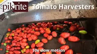 Slow Motion Tomato Sorter | Pik Rite Harvesters