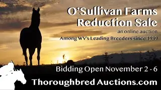 Hip 19: Cosmic Cruiser - O&rsquo;Sullivan Farms Reduction Sale at ThoroughbredAuctions.com