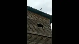 Contoh RBW  Rumah Walet  Terbuat dari Kayu dan dinding Papan