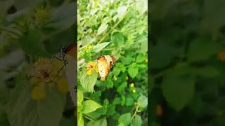 Beautiful Butterflies in Nature | A Close-Up View 🦋🌿 #plants #butterfly #wildlife #nature