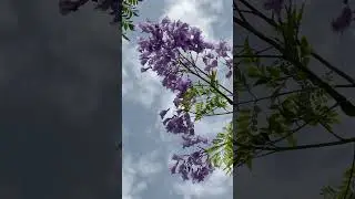 purple flowers on the tree #flower #flowers #purple #summer #tree #nature #landscape #relaxing