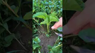 Fresh, organic, and homegrown vegetables ( Chinese spinach) #organicgardening #freshvegetables