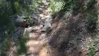 Pine-Strawberry Trail