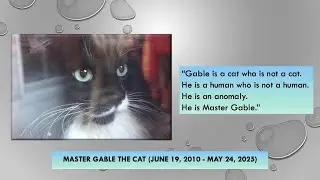 A Tribute to Master Gable--The Best Cat In The Universe (2010-2025)❤️#cat #catlovers #animals #pets