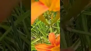 amazing orange flowers