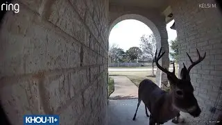 Video: Deer knocks on door at Texas home