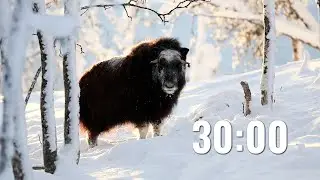 30 Minute Winter Wildlife Themed Relaxing Timer