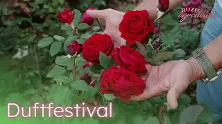 Czerwona r&oacute;ża wielkokwiatowa, mocno pachnąca 'Duftfestival'