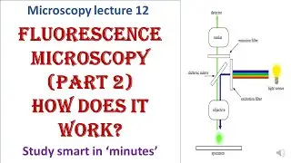 Fluorescence microscopy | Part 2 | Mechanism | Advantages and disadvantages | Microscopy lecture 12