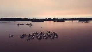 Pelican Paradise