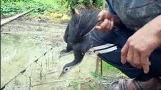 Wild Birds Storm the Rice Fields &ndash; Insane Nature Moment| 29/01/2026
