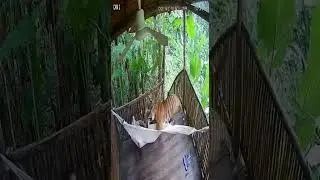 Leopard Attack man  #shortvideo #shortvideo #shorts