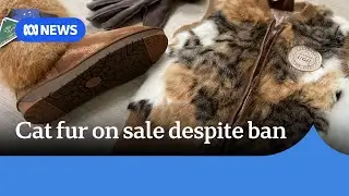 Cat fur on sale in Victoria despite import ban | ABC News