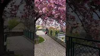 Sakura blossom in Luxembourg city 💕 Цветение сакуры в Люксембурге #travel #family #трэвел