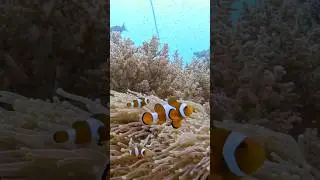 Clown Fish at Koh Haa dive site #thailanddiving #scubadiving #beautifulfish #clownfish #marinelife