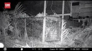 Harimau Yang Resahkan Warga Masuk Perangkap Petugas