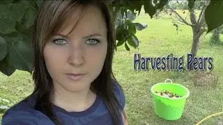 Harvesting Pears