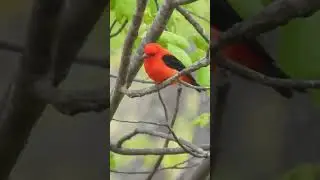 Blink And You'll Miss This Stunningly Beautiful Scarlet Tanager