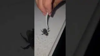 Helping Bee struggling to fly wet and thick(kuto) on wings