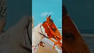 Short video of my wife ❤️# Marina Beach #Horse Riding...