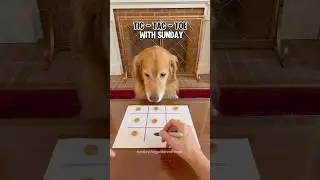 WATCH MY DOG play TIC TAC TOE with me. 🤣 #goldenretreiver #dog #funny