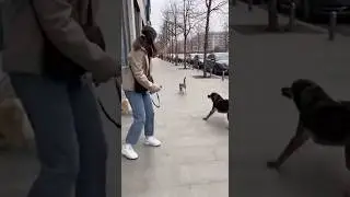 Cat's Super Jump Attack Saves Woman & Puppy!