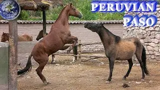 TOP Beautiful Peruvian Paso Horse in the World!