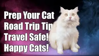 How do I prepare my Persian cat for a long road trip?