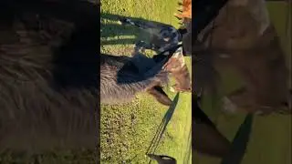 ALMOST GOT KICKED BY MULE Riding mule BRIDLELESS while feeding cows with my daughters
