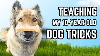 How Smart Is My Dog? See Her Amazing Trick!