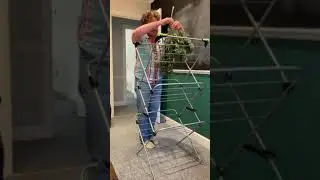 Harvesting Cannabis in a minute #hangingflower #ents #cultivation #drying #growing