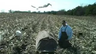 Goose Hunting Concealment Tips