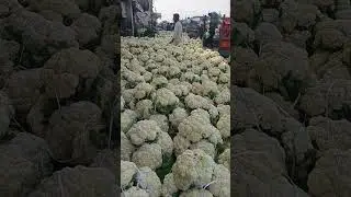 Coliflower of Layyah City