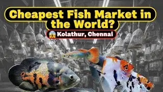 Cheapest Fish Market in the World? 😱 Kolathur, Chennai