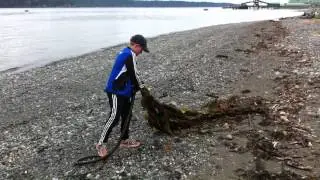 The Island