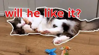 My cats go CRAZY for catnip fish toys &ndash; funny cat reactions!