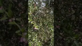 A walk through our Finger Lime Plantation
