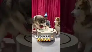 #doggy doggy love#dogs#cats#youtube shorts#viral video