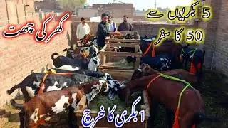 Successful Goat Farming Journey Of Rashid Bhai - Goat Farming Business
