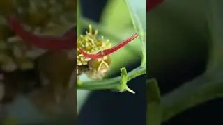 Caterpie IRL 😅 see original video #nature #animals #insects #caterpillar #butterfly #macro #papillon